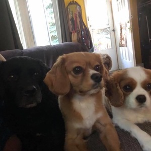 Team Page: Finn’s Cavaliers